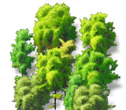 Trees to the left of me!